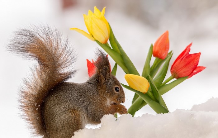 Squirrel eating near tulips in the snow