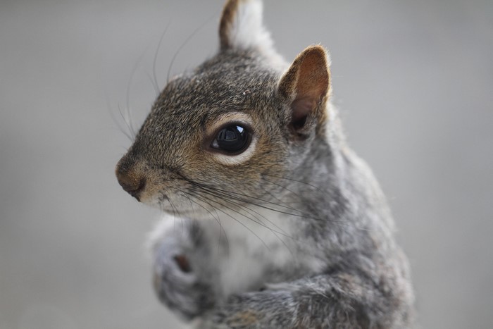 Close-up of a grey squirrel