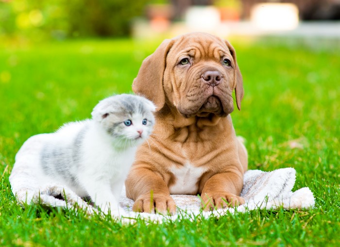 Puppy and Kitten on Grass