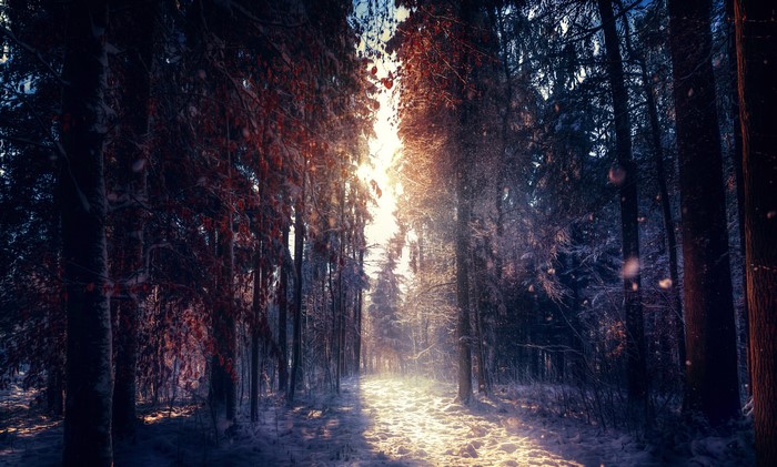Winter forest with sunbeams through trees and snow