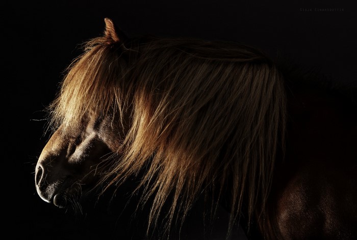 Close-up of a horse's head with flowing mane