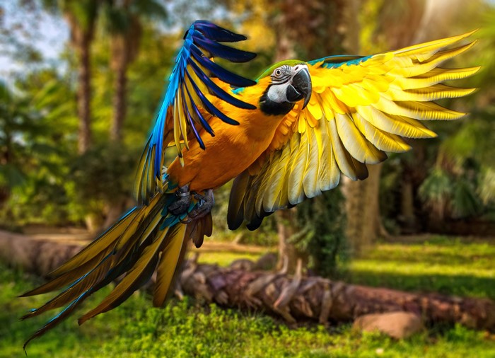 Blue and yellow macaw parrot in flight