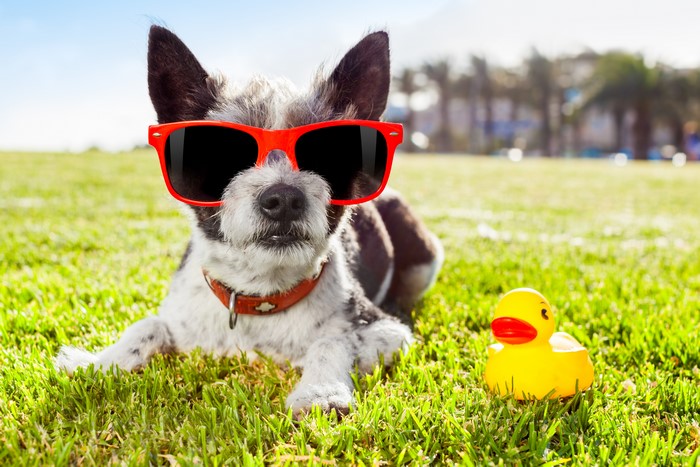 Dog wearing sunglasses with a rubber duck