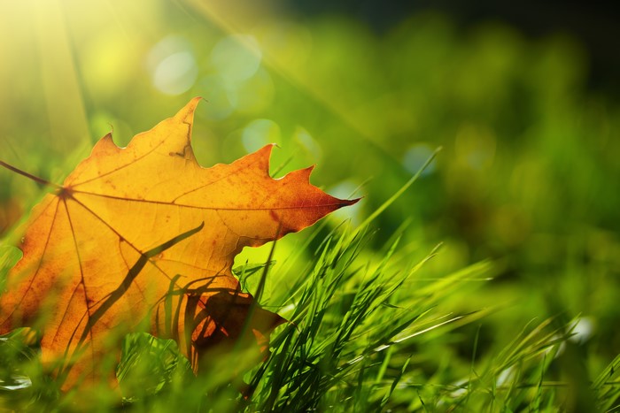Autumn leaf on grass with sunlight