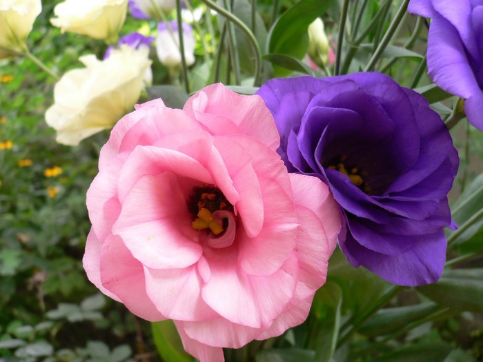 Pink and purple Eustoma flowers