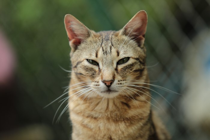 Close-up of a tabby cat's head