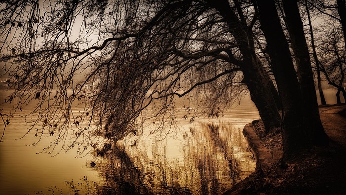Bare trees over a calm lake with reflections