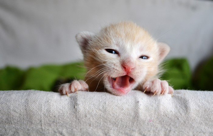 Cute Kitten Yawning with Paws
