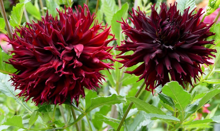 Two Wine Color Dahlias