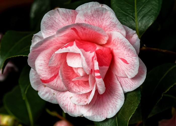 Pink and white camellia flower with green leaves