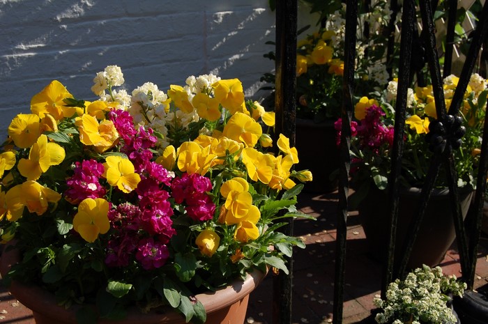 Pansies and Matthiola flowers in pots