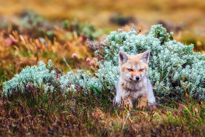 Fox sitting in tall grass and bushes