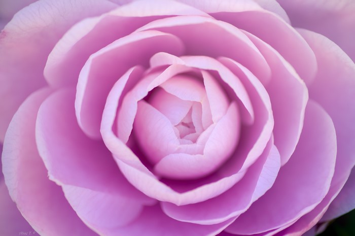 4K Closeup of a Pink Camellia