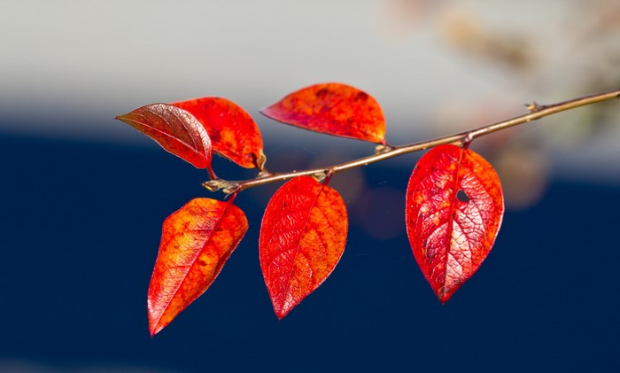 Autumn leaves on a branch