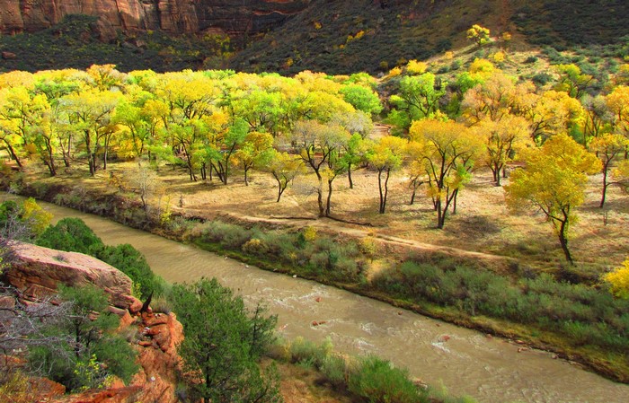 Autumn trees along a river in a canyon