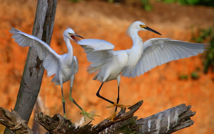 Two white herons on a branch