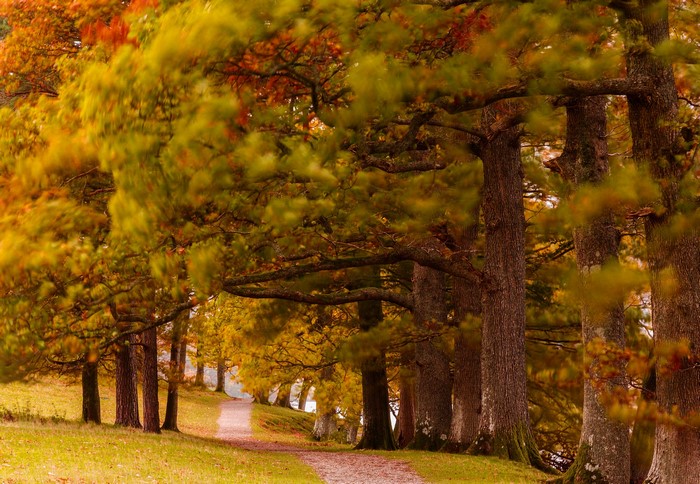 Autumn park with a trail and trees