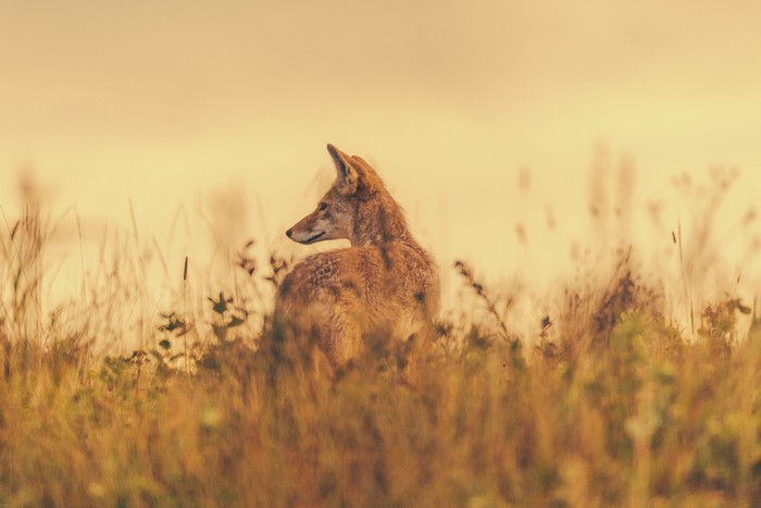 Coyote in tall grass at sunset