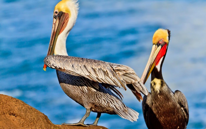 Two Pelicans on a Rock by the Water