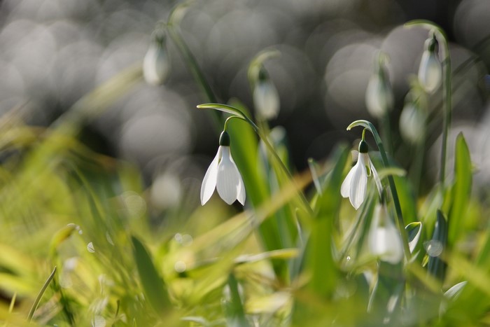 Close-up of white snowdrops in green grass