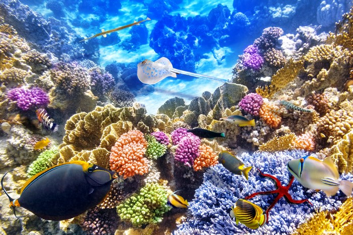 Underwater world with corals and fish