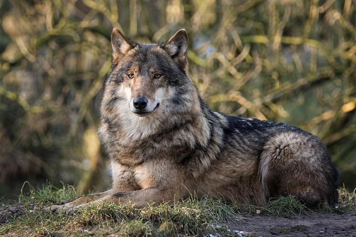 A wolf lying on the grass