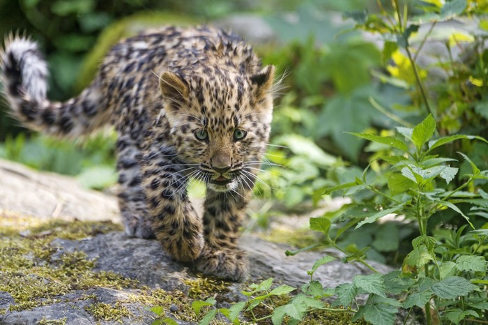4K Leopard Cub Walking on Rocks