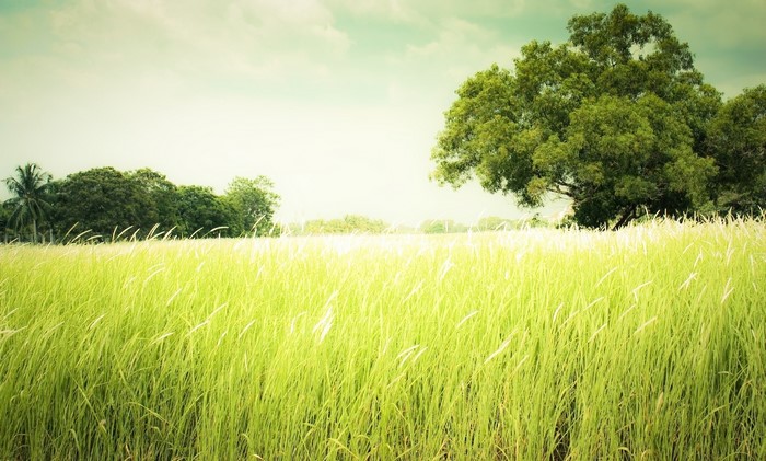 Tall green grass field with trees in the background