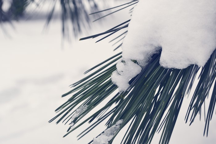 Snow on Pine Needles