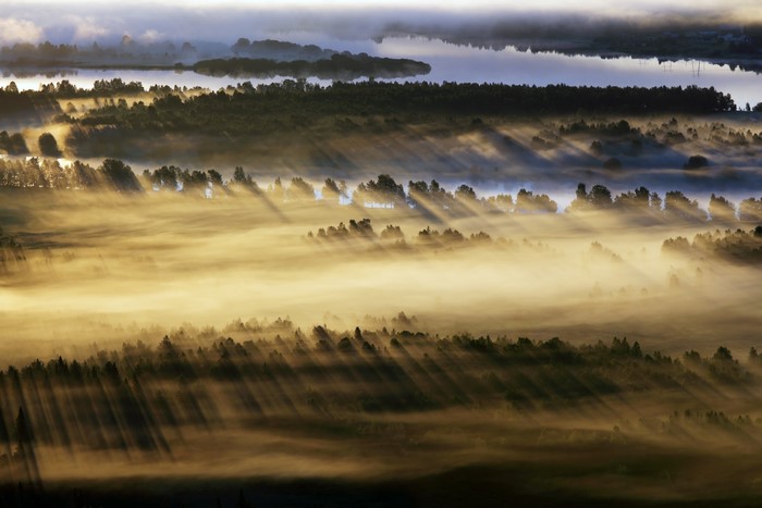Foggy forest with sun rays over water