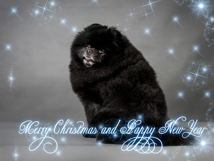 Black Spitz Dog with Christmas and New Year Greeting