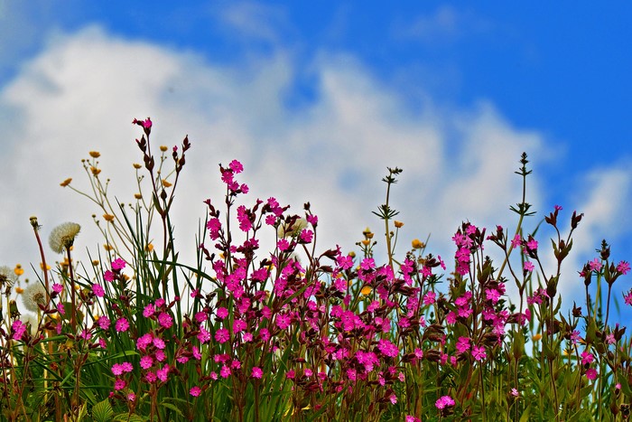 Pink flowers and dandelions against a blue sky