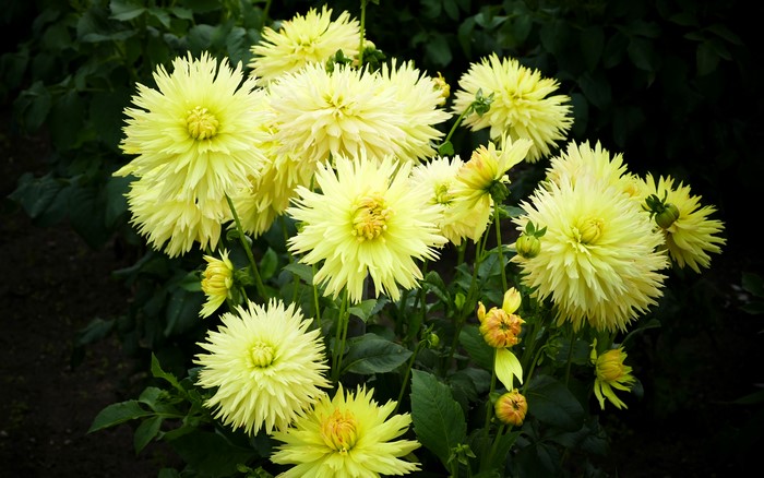 Yellow Dahlias in Bloom