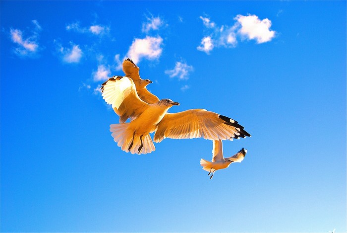 Three seagulls flying in a bright blue sky with clouds