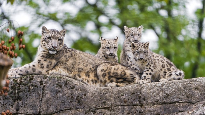 Mother Snow Leopard with Three Cubs on a Rock