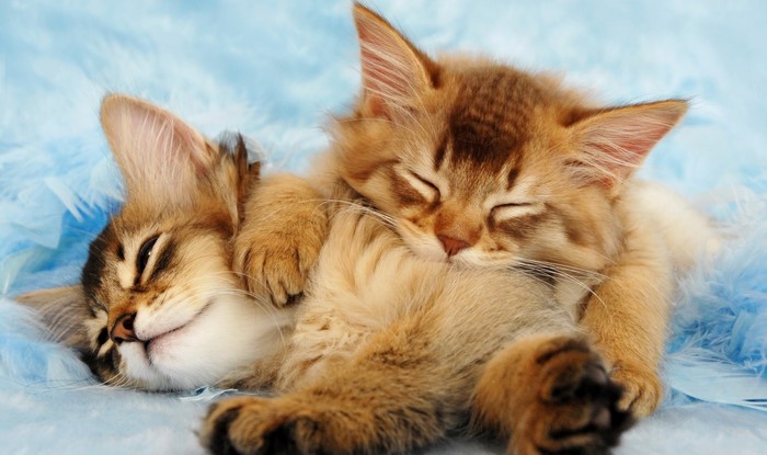 Two fluffy kittens sleeping on blue feathers