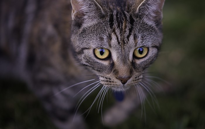 Close-up of a tabby cat's face with yellow eyes