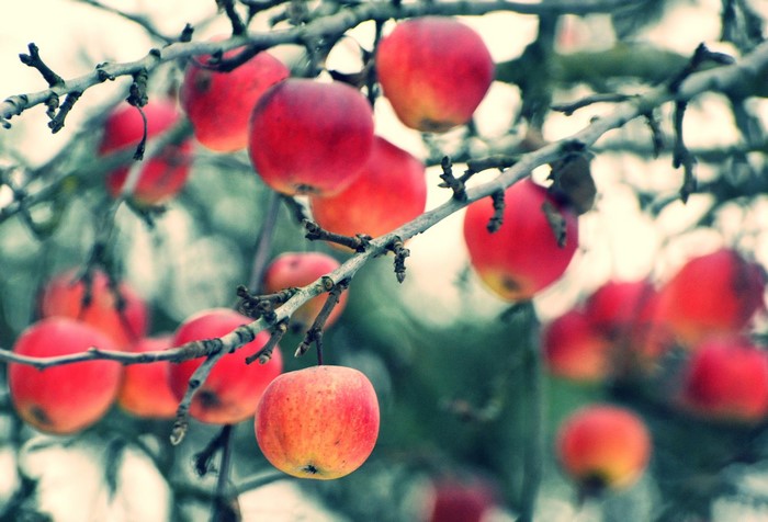 Red apples hanging on tree branches