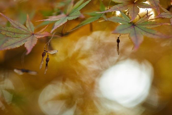 Maple tree seeds and leaves in autumn