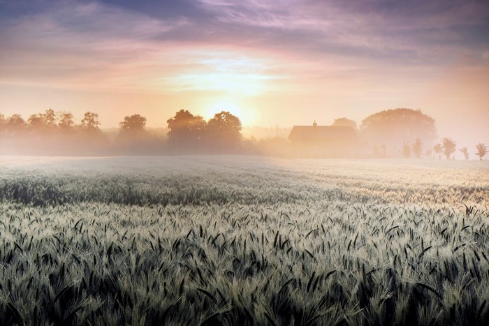 Foggy field at sunrise with a house