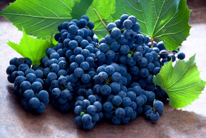 Blue Grapes with Green Leaves