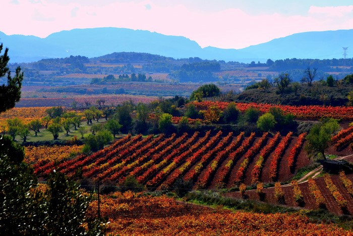 Vineyards in Catalonia, Spain during Autumn