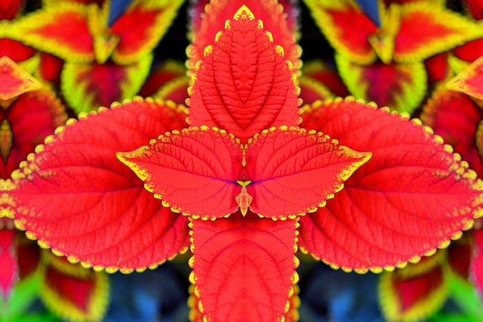 Red and yellow coleus leaves