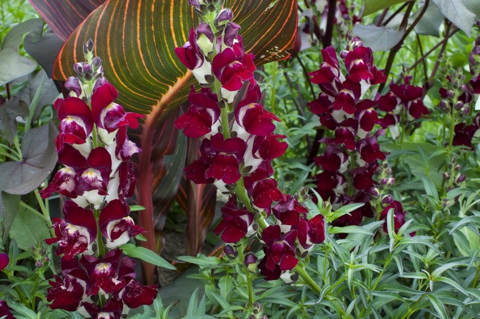 Wine colored snapdragons with large leaves