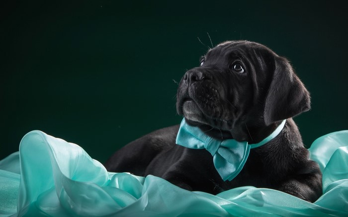 Black Cane Corso puppy wearing a blue bow tie