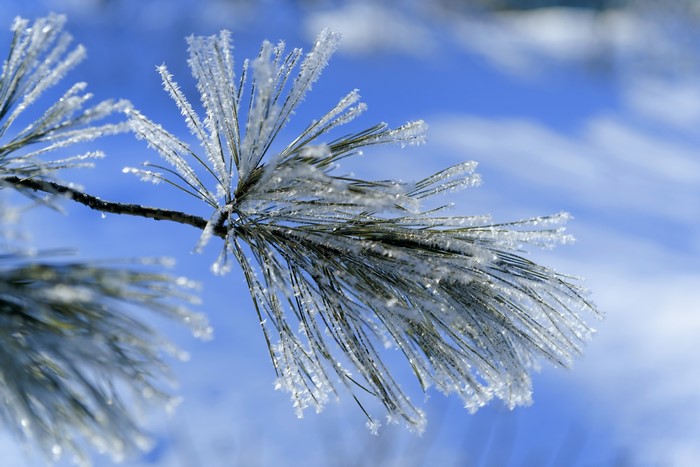 Pine branch covered in frost against blue sky