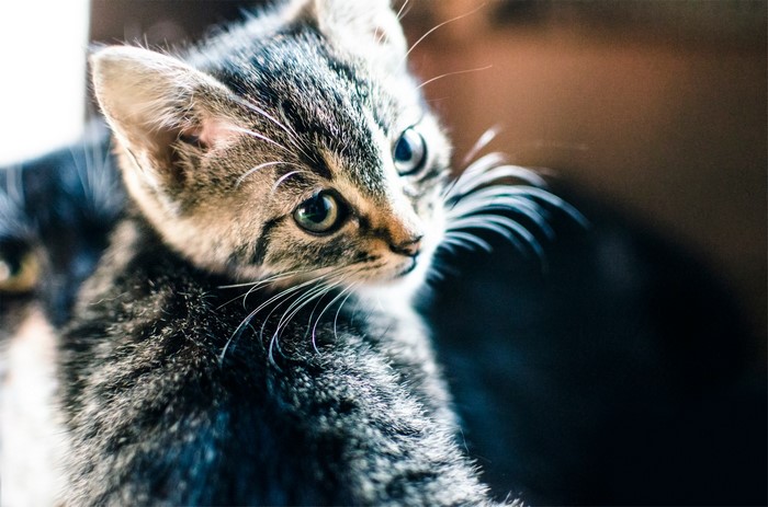 Two kittens looking to the side