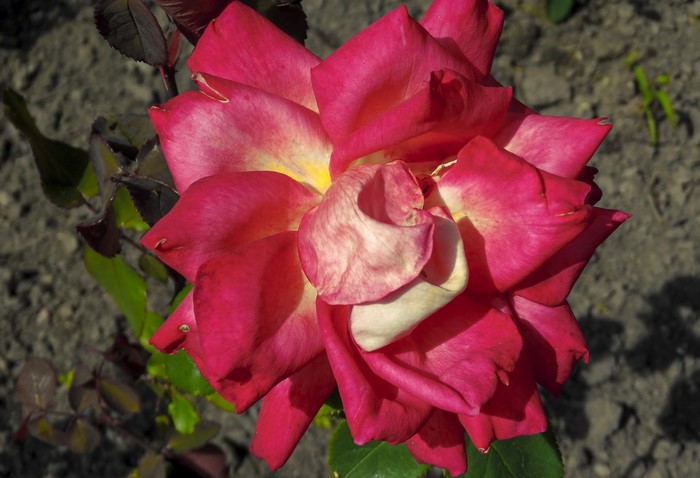 Close-up of a pink and yellow rose