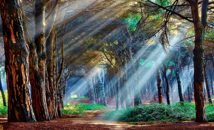Sunbeams filtering through a forest of pine trees