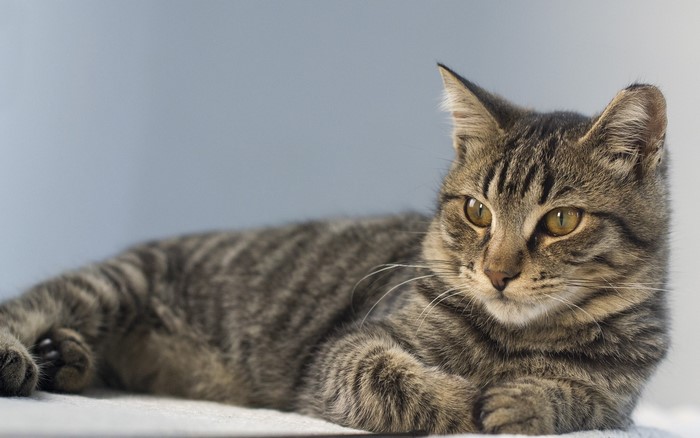 Tabby cat lying down looking to the side